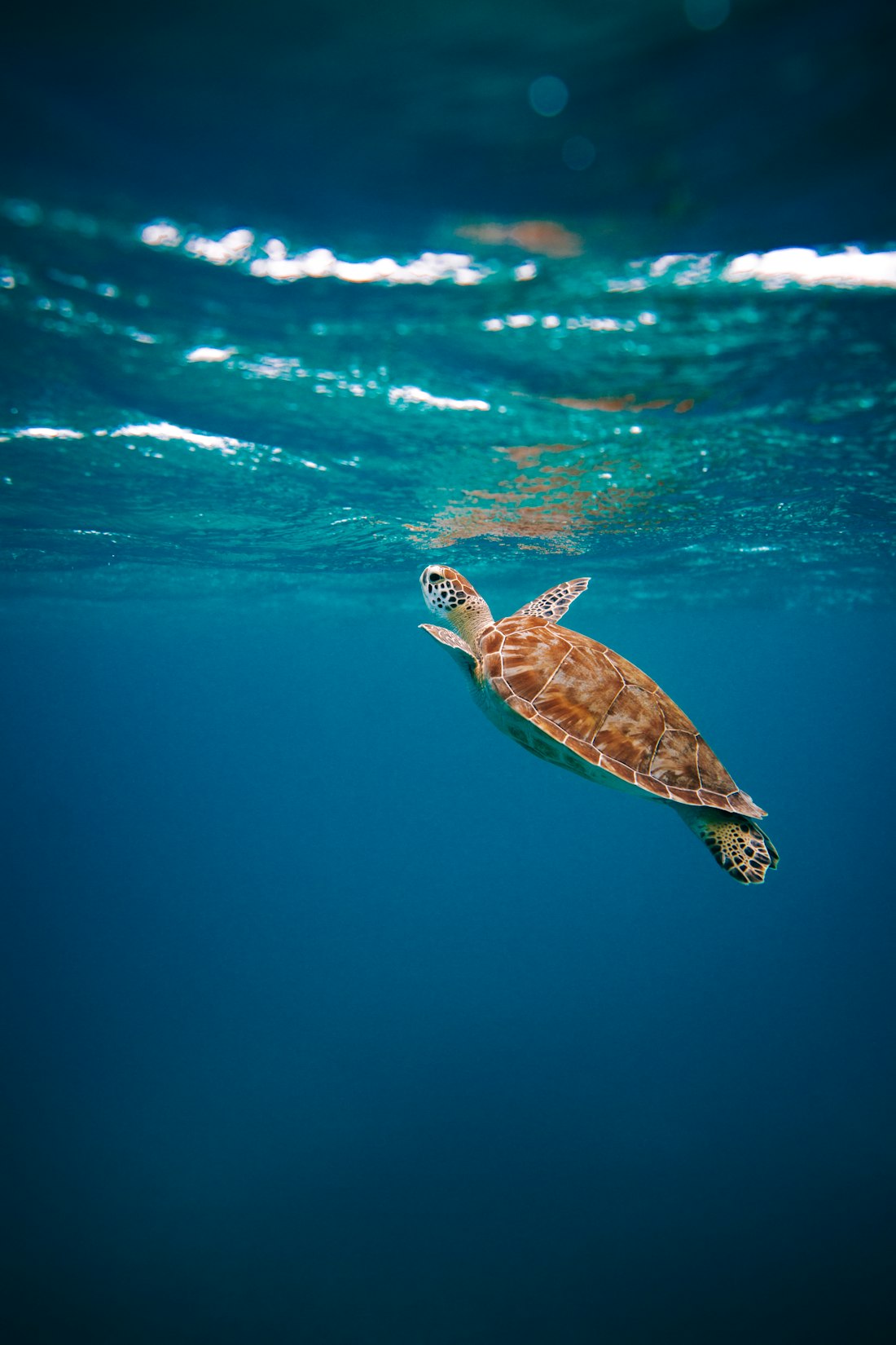 看板亀 げんじいさん（ウミガメ）
